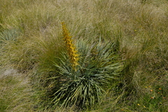 Aciphylla colensoi
