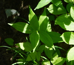 Maianthemum