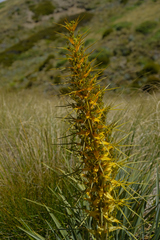 Aciphylla colensoi