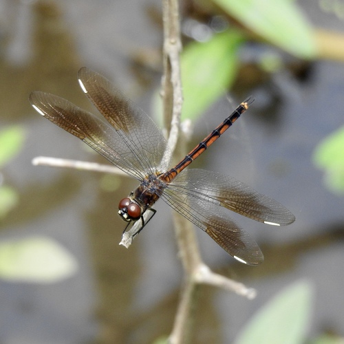 Four-spotted Pennant photo 3