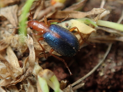 Brachinus sclopeta