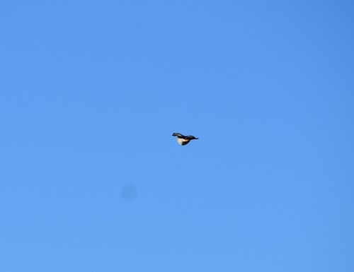 Little Sparrowhawk (Tachyspiza minulla), photo 7