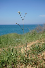 Camelina rumelica