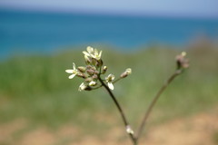 Camelina rumelica