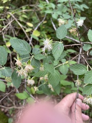 Neviusia alabamensis