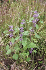 Marrubium leonuroides