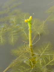 Utricularia foliosa