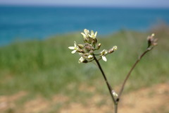 Camelina rumelica