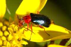 Ascolhedybius hirtus