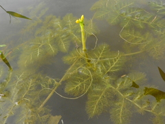Utricularia foliosa