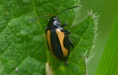 Phyllotreta tetrastigma