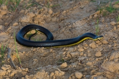 Helicops infrataeniatus