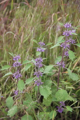 Marrubium leonuroides