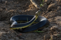 Helicops infrataeniatus