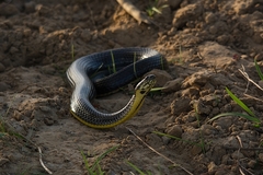 Helicops infrataeniatus