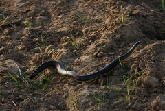 Helicops infrataeniatus