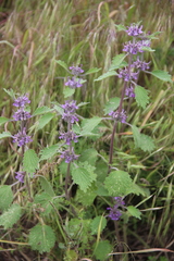 Marrubium leonuroides