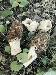 Morchella