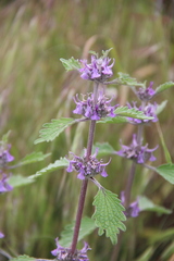 Marrubium leonuroides