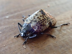Cypherotylus annulipes
