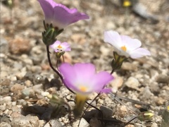 Linanthus bellus