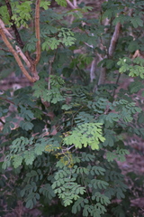 Erythrostemon mexicanus