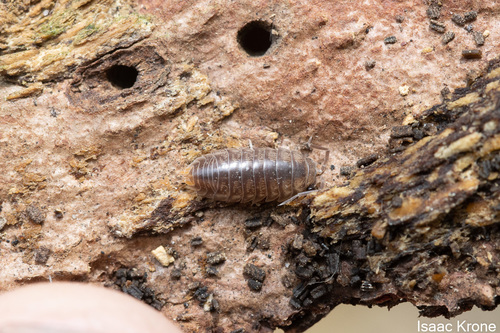 Photo of Curly Woodlouse (Cylisticus convexus)