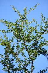 Vachellia rigidula