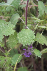 Marrubium leonuroides