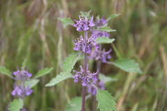 Marrubium leonuroides