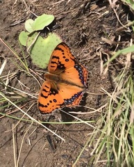 Catacroptera cloanthe