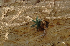Seseli dichotomum