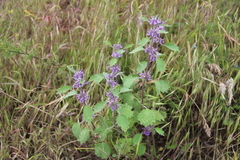 Marrubium leonuroides