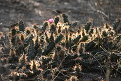 Echinocereus berlandieri