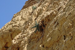 Seseli dichotomum