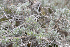 Artemisia tripartita