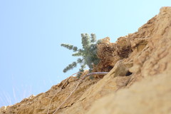 Seseli dichotomum