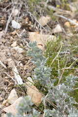Artemisia tripartita