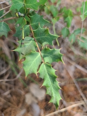 Berberis swaseyi