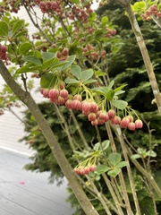 Enkianthus