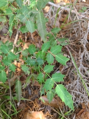 Berberis swaseyi