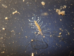Amblyosyllis nigrolineata