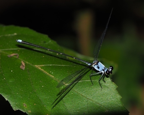 Caribbean Flatwings