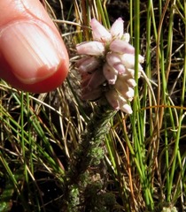 Erica alopecurus