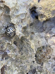 Nerita tessellata