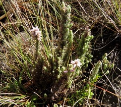 Erica alopecurus