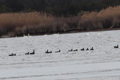Branta canadensis canadensis
