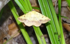 Hemeroplanis scopulepes