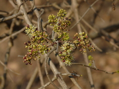 Combretum albidum