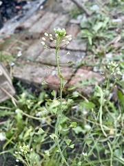 Capsella bursa-pastoris